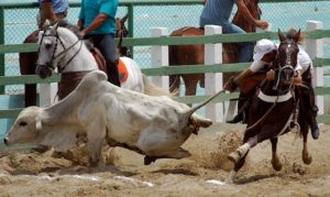 Animais são tratados com violência extrema durante vaquejadas