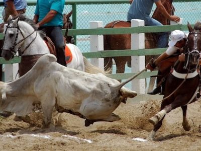 Animais são tratados com violência extrema durante vaquejadas