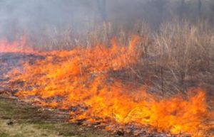 FOTO: imagem ilustrativa. Plantas pegando fogo em campo aberto.