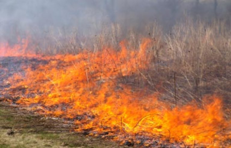 FOTO: imagem ilustrativa. Plantas pegando fogo em campo aberto.