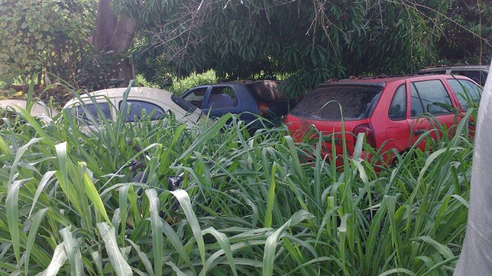 Carros em matagal