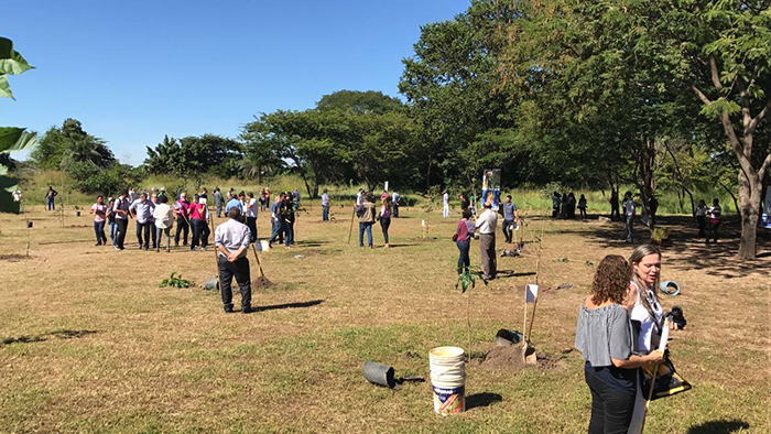 Área livre com árvores e campo sendo reflorestado