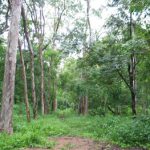 Foto de floresta