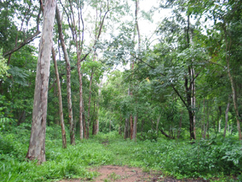 Foto de floresta