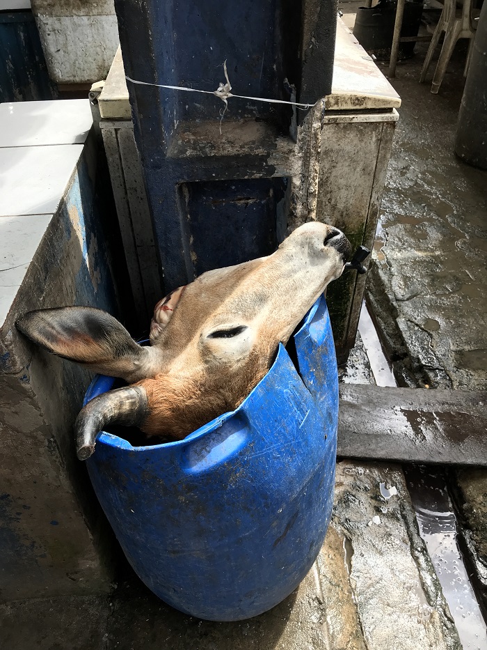 Foto da cabeça de um boi dentro de um balde 
