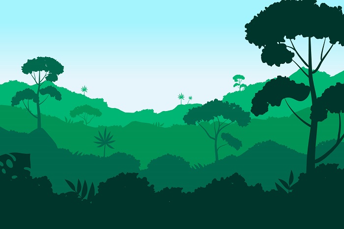 IMagem de uma floresta